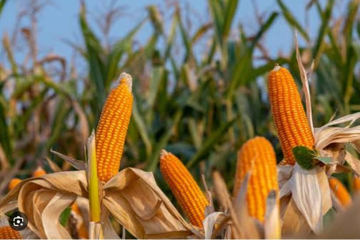Penimbunan Jagung Resahkan Peternak Ayam UMKM di Lampung